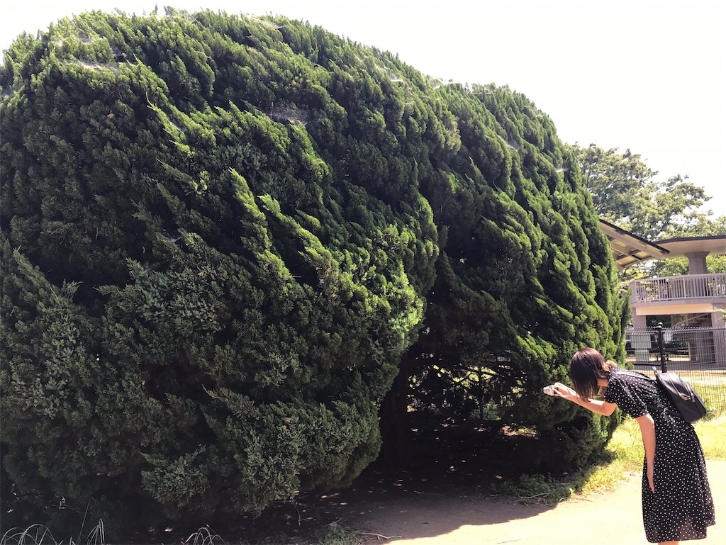 f:id:cb125250zzr250:20190606230825j:image